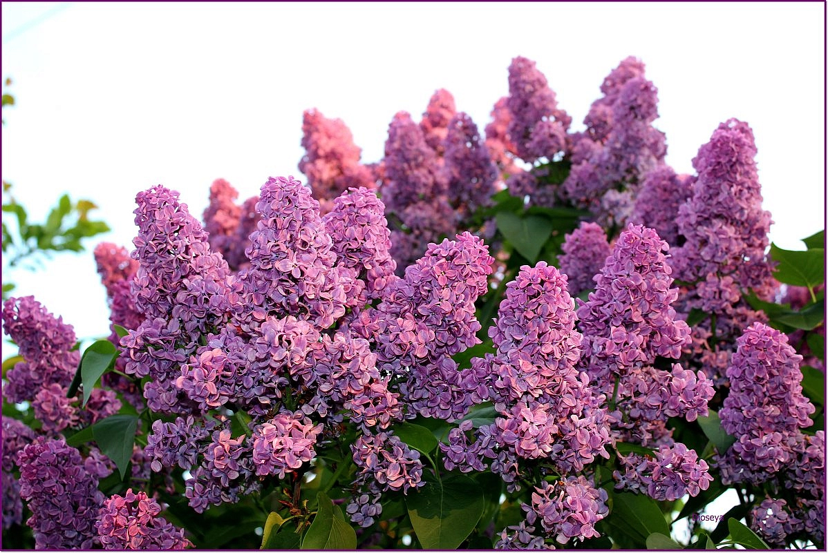 Сирень обыкновенная 'Великая Победа' (розово-лиловая)