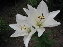 Лилия 'Брайт Диамонд' (белая)