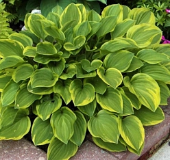 Хоста гибридная (вздутая, волнистая) 'Голден Тиара'