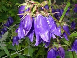 Колокольчик гибридный 'Кент Белл'