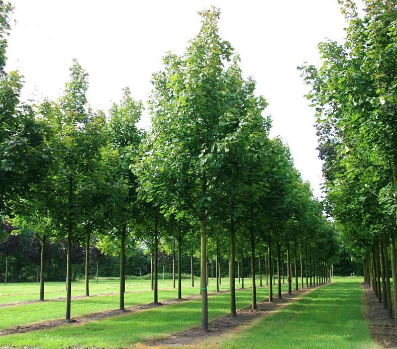 Клен остролистный 'Фарлейк'с Грин'