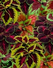 Колеус Блюма 'Конг' (смесь)