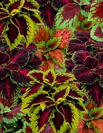 Колеус Блюма 'Конг' (смесь)