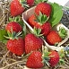 Земляника (клубника) 'Дарселект'