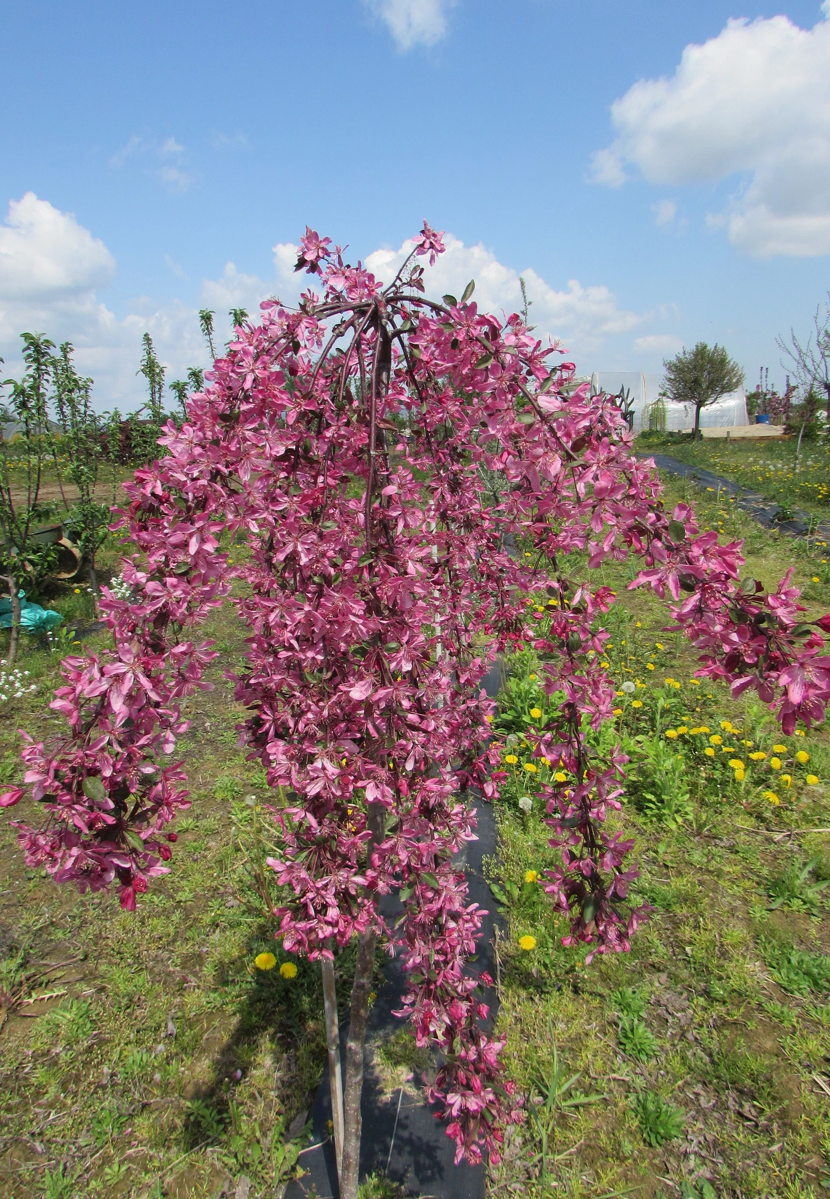 Яблоня декоративная 'Роял бьюти'