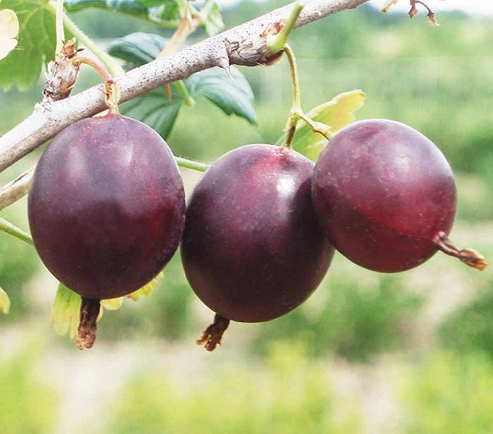 Крыжовник 'Финик'