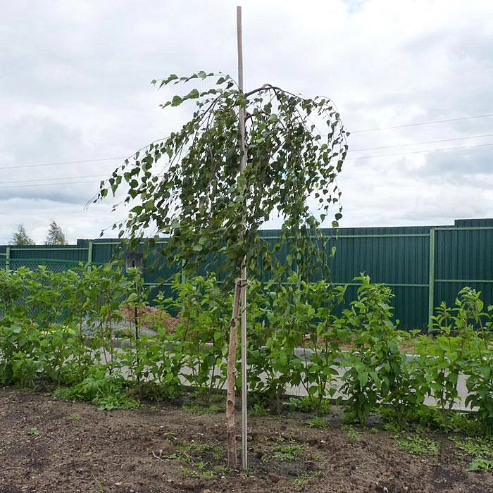 Береза повислая 'Юнги'