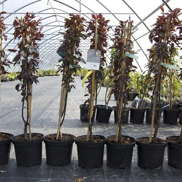 Яблоня Лизет