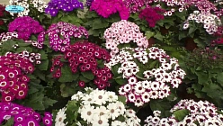 Цинерария кровавая