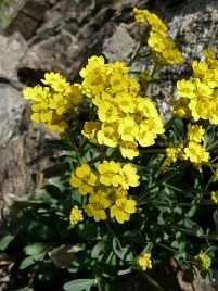 Алиссум горный