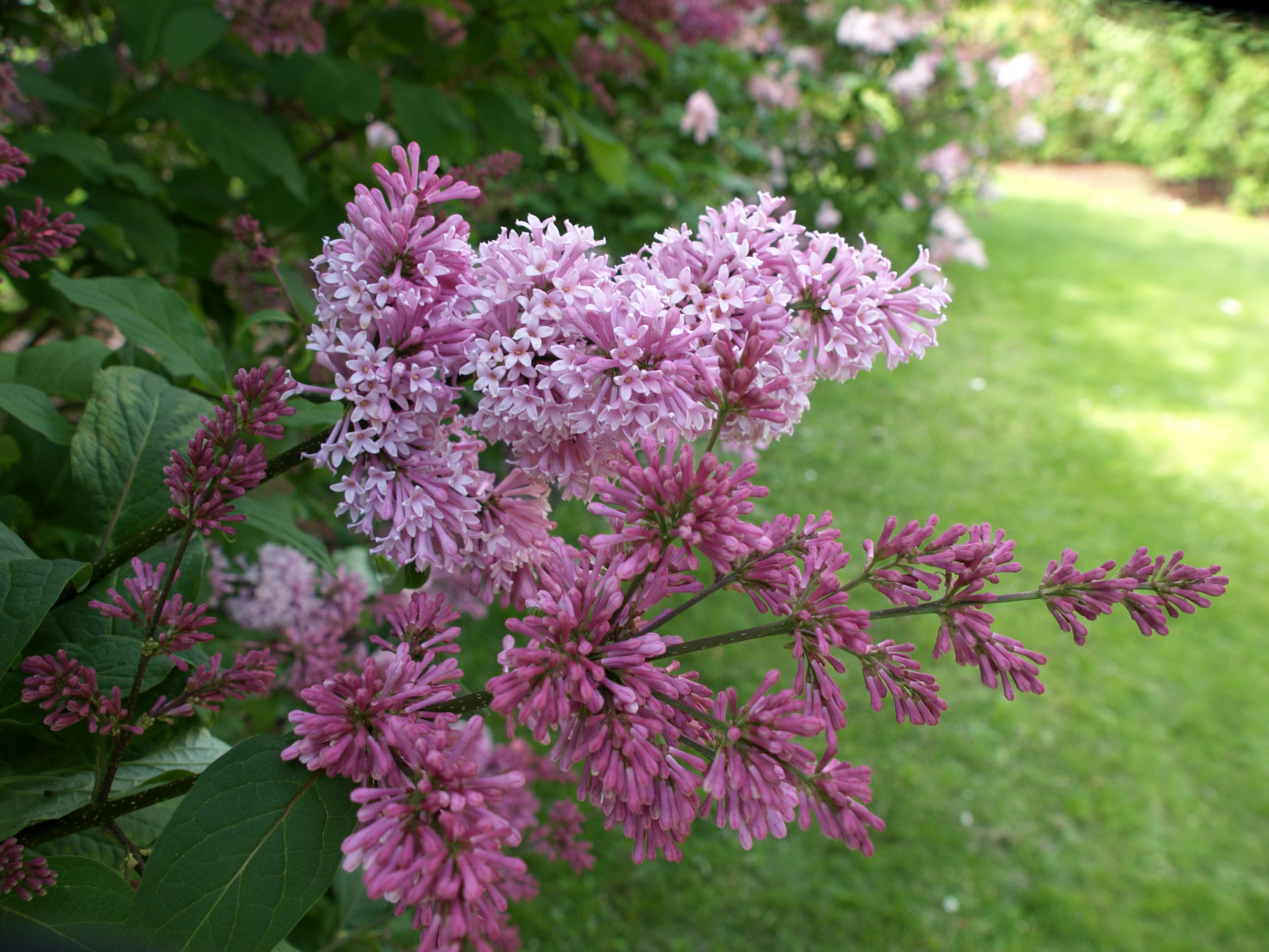 Сирень Престон 'Элинор' (розовая)