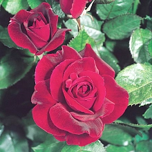 Роза 'Руби Руби' (шраб)