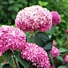Гортензия древовидная 'Пинк Анабель'