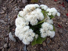 Агератум Хоустона 'Алоха Уайт' (белый)