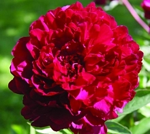 Пион молочноцветковый 'Филипп Ривуар' (малиновый)