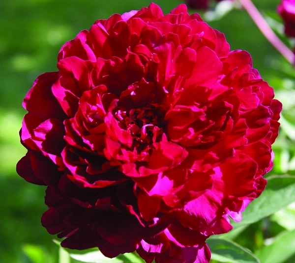 Пион молочноцветковый 'Филипп Ривуар' (малиновый)