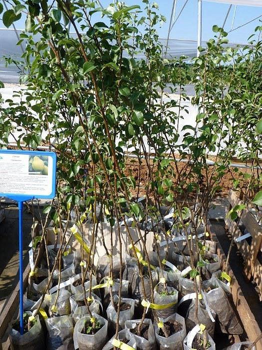 Груша 'Северянка'