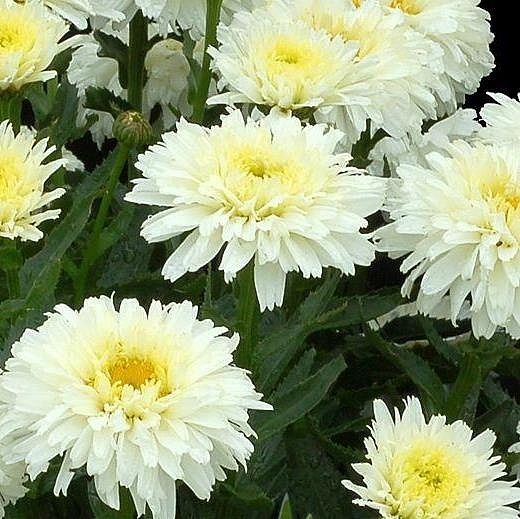 Нивяник 'Кингс Краун'