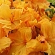 Рододендрон желтый (азалия) 'Голдстак' (желто-оранжевый)