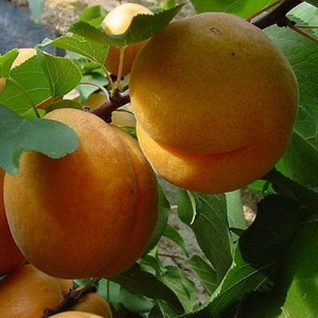 Абрикос 'Десертный'