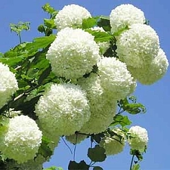 Калина Бульденеж 'Розеум'