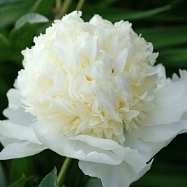 Пион молочноцветковый 'Чарльз Уайт' (белый)