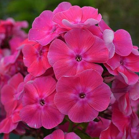 Флокс метельчатый 'Малина Ранняя'