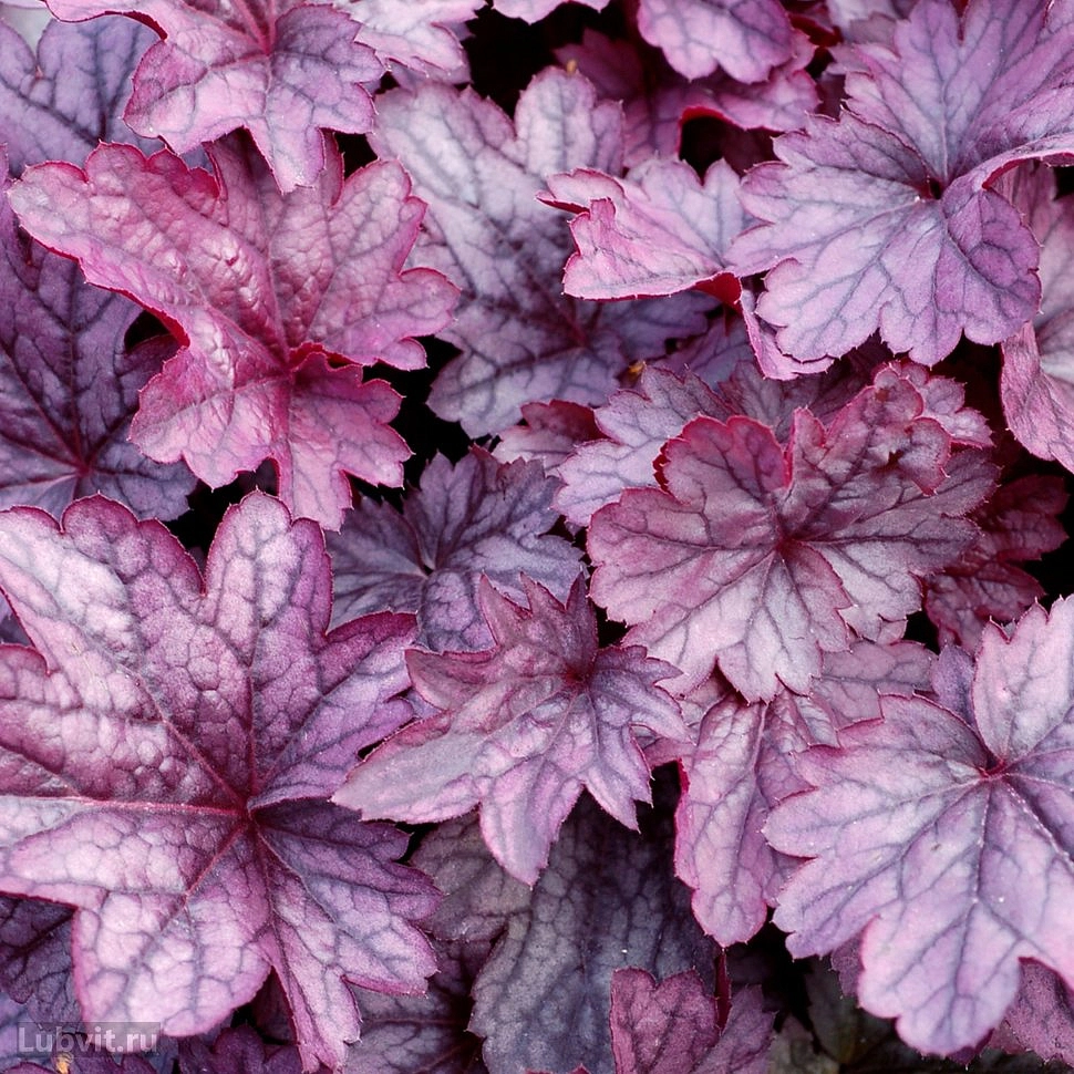 Гейхера гибридная 'Шанхай'