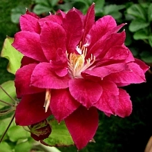 Клематис 'Ред Стар' (ярко-розовый)