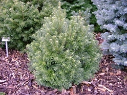 Пихта субальпийская 'Грин Глоуб' Пихта субальпийская 'Грин Глоуб'