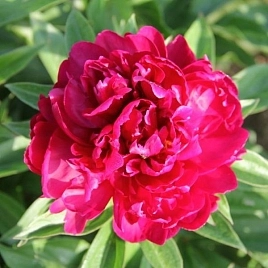 Пион Матильда Льюис (Matilda Lewis)