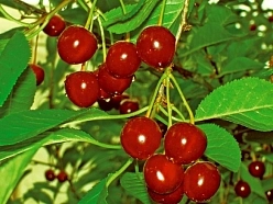 Черешня 'Родина'