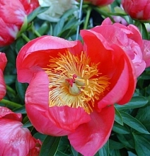 Пион молочноцветковый 'Флэйм' (красный анемоноцветный)