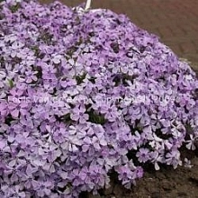 Флокс шиловидный 'Бенита'