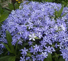 Флокс растопыренный