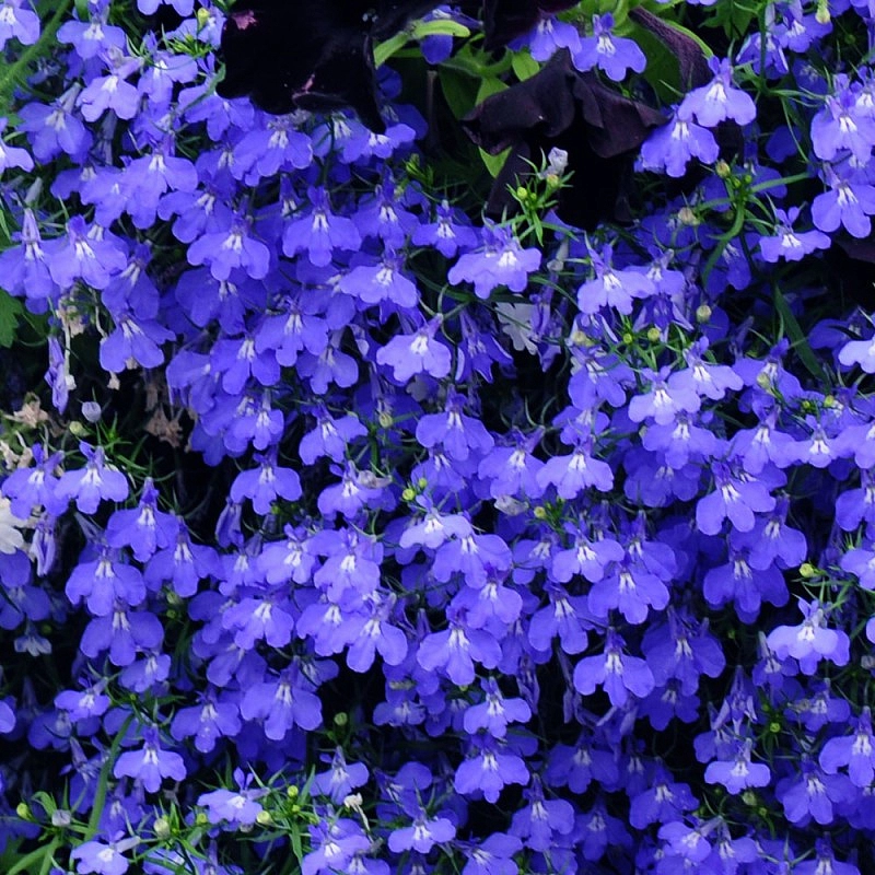 Лобелия эринус ампельная 'Регатта Марин Блю'