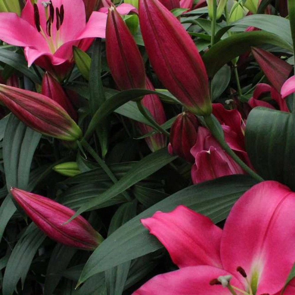 Лилия ОТ-гибрид 'Ловерстоун'