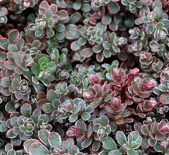 Седум камчатский (Очиток) 'Триколор'