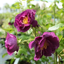 Роза Рапсоди ин Блю (Rhapsody in Blue)