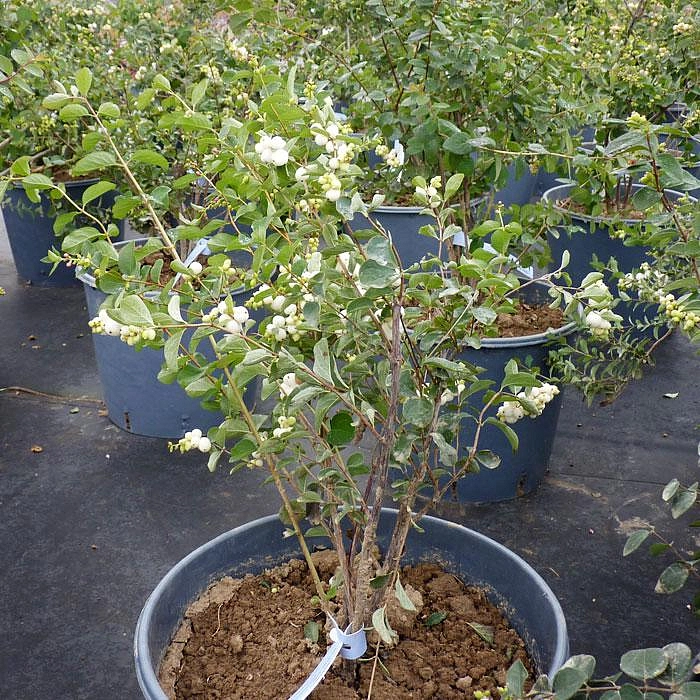 Снежноягодник белый слабоблестящий