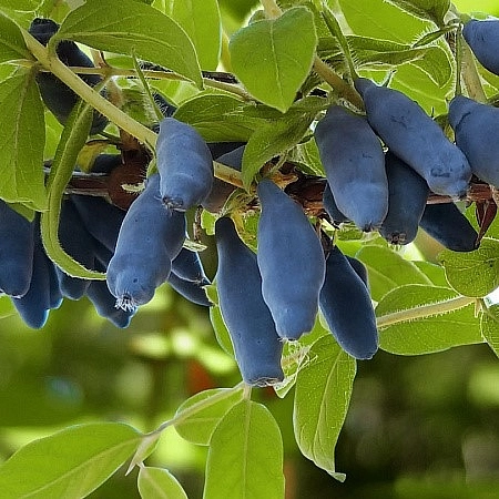 Жимолость съедобная 'Бакчарский Великан'