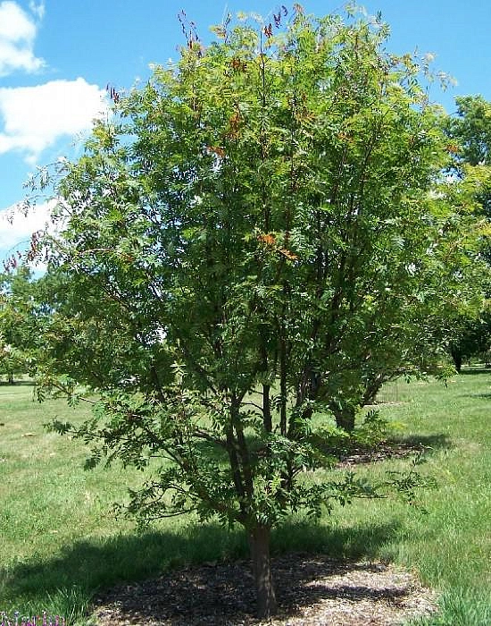 Рябина смешанная