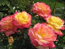 Роза 'Ориентал Пиас' (чайно-гибридная) (розово-желтая)