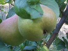 Груша 'Подарок к 100 летию Мичурина'