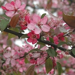Яблоня декоративная 'Куртарон'