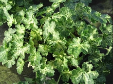 Гейхера гибридная 'Геркулес'