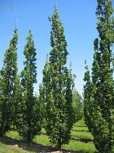 Дуб черешчатый 'Фастигиата Костер'