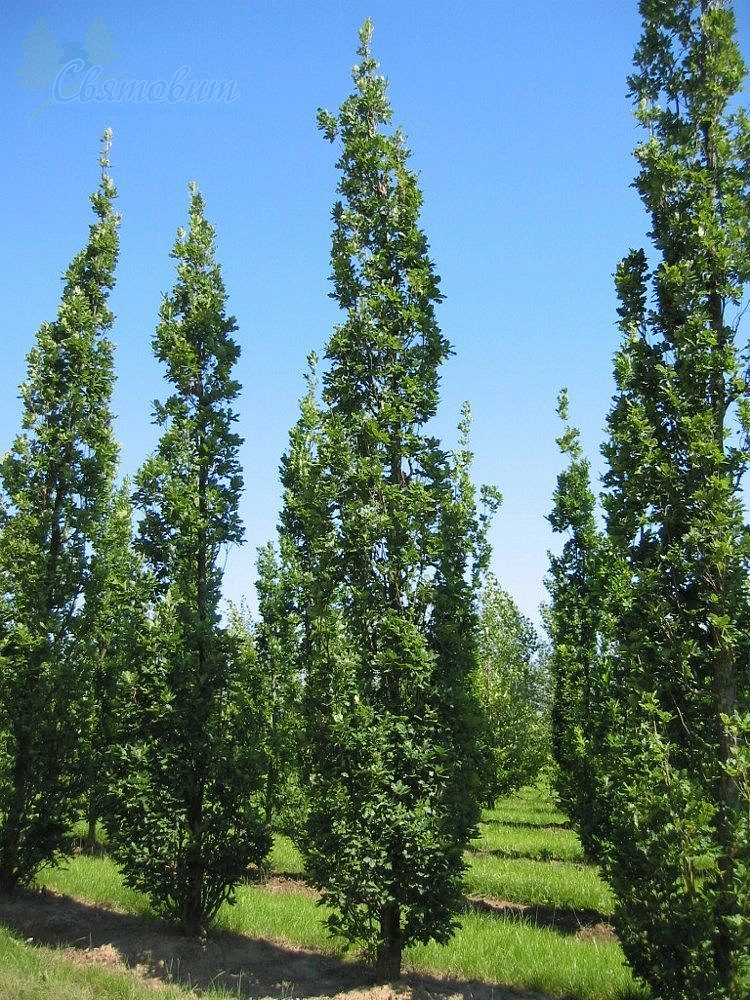 Дуб черешчатый 'Фастигиата Костер'