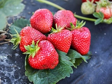 Земляника (клубника) 'Априка'