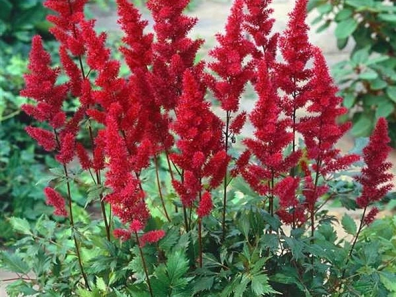 Астильба Арендса 'Эльза Шлук' (красная)